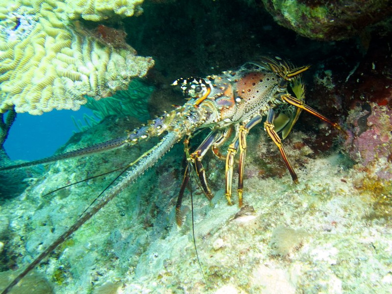 Spiny Lobster IMG_5572.jpg